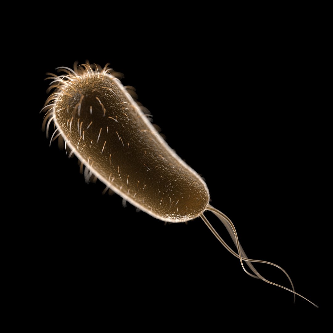 75 microbes micro bacteria cells model https://p.turbosquid.com/ts-thumb/Aq/O6rrIx/9UMTOHrR/ecolieshericiacoli_02/jpg/1601714898/1920x1080/fit_q87/297411e751def30859626c34fca53231dafe94f6/ecolieshericiacoli_02.jpg
