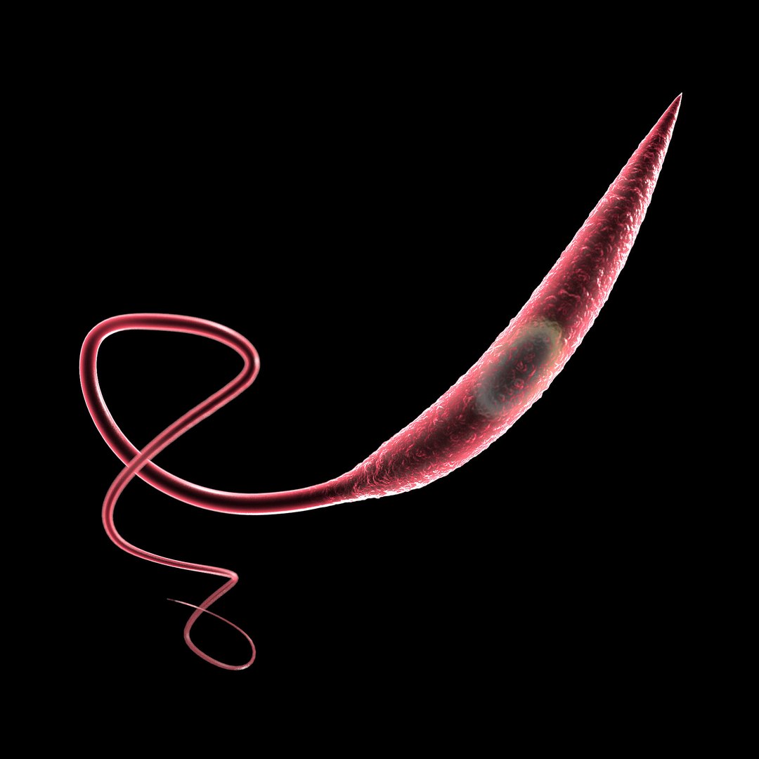 75 microbes micro bacteria cells model https://p.turbosquid.com/ts-thumb/Aq/O6rrIx/FtFcXWhb/leishmanialeishmaniatropica_02/jpg/1601715014/1920x1080/fit_q87/f68a7d00847d314af5e3acf365f560f09cb88e3b/leishmanialeishmaniatropica_02.jpg