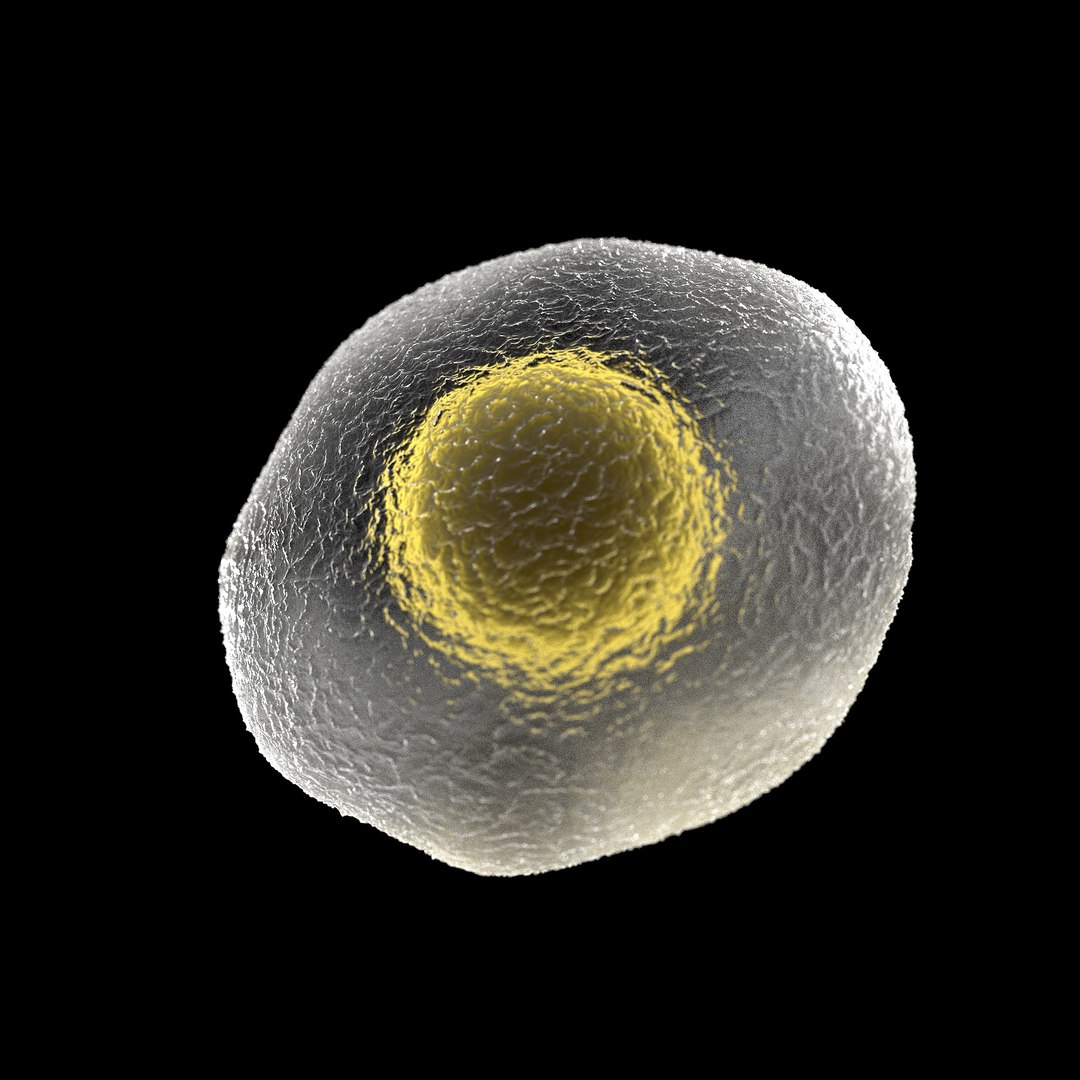75 microbes micro bacteria cells model https://p.turbosquid.com/ts-thumb/Aq/O6rrIx/HlARGawz/herpesherpessimplexvirus2_02/jpg/1601715009/1920x1080/fit_q87/1139b4db3cce956651b6b58e4803e23bdd03eca2/herpesherpessimplexvirus2_02.jpg