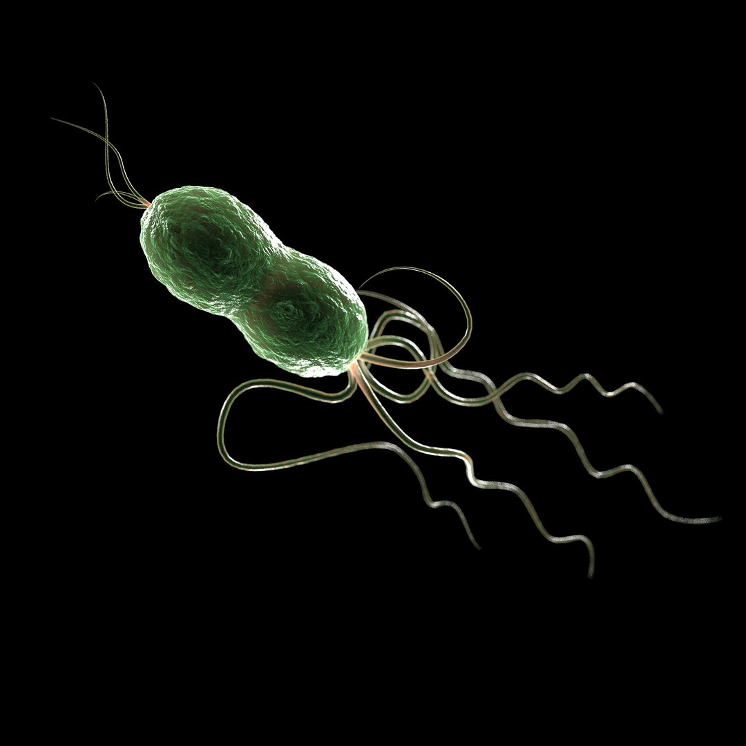 75 microbes micro bacteria cells model https://p.turbosquid.com/ts-thumb/Aq/O6rrIx/HvP7eCme/salmonellasalmonellatyphimurium_02/jpg/1601715031/1920x1080/fit_q87/0cf66e216cc073d5889c733cee308b60b7afc51e/salmonellasalmonellatyphimurium_02.jpg