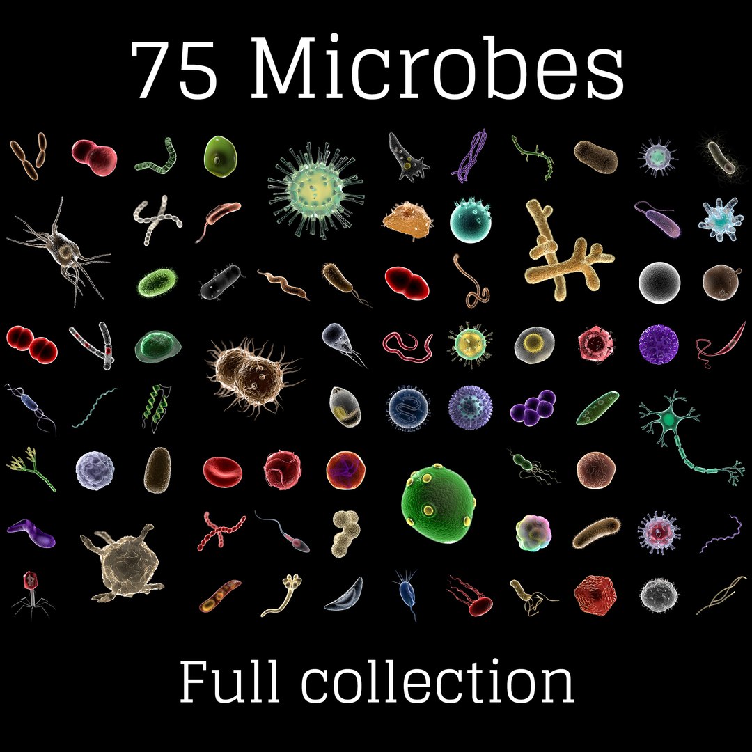 75 microbes micro bacteria cells model https://p.turbosquid.com/ts-thumb/Aq/O6rrIx/JFM3H4PR/75_collection/jpg/1601041527/1920x1080/fit_q87/1ab7a2369038fdf0302a5dbcc5abeeabdd9a21c4/75_collection.jpg