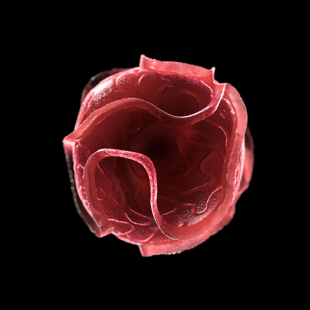 75 microbes micro bacteria cells model https://p.turbosquid.com/ts-thumb/Aq/O6rrIx/JTvMzJRg/redtidealexandriumtamarense_02/jpg/1601715032/1920x1080/fit_q87/37057676b1103f5d24eec69d6f89df6aa41f517e/redtidealexandriumtamarense_02.jpg