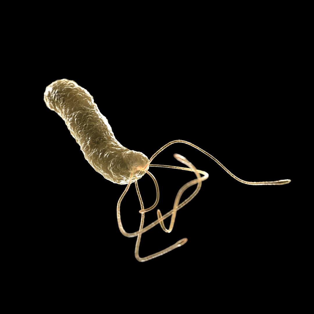 75 microbes micro bacteria cells model https://p.turbosquid.com/ts-thumb/Aq/O6rrIx/L9E4xjtv/ulcerheliobacterpylori_02/jpg/1601715048/1920x1080/fit_q87/181db12885d16ce9b3b22ffef77f722a258f53d8/ulcerheliobacterpylori_02.jpg