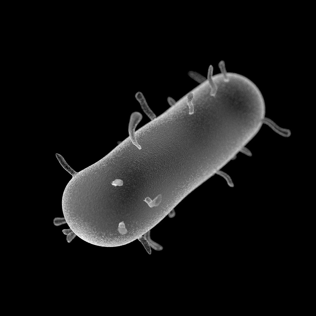 75 microbes micro bacteria cells model https://p.turbosquid.com/ts-thumb/Aq/O6rrIx/NaHLWt2w/blackdeathyersiniapestis_02/jpg/1601714893/1920x1080/fit_q87/7334c4fe98aa66e22071ad31c7df1914f25e6711/blackdeathyersiniapestis_02.jpg