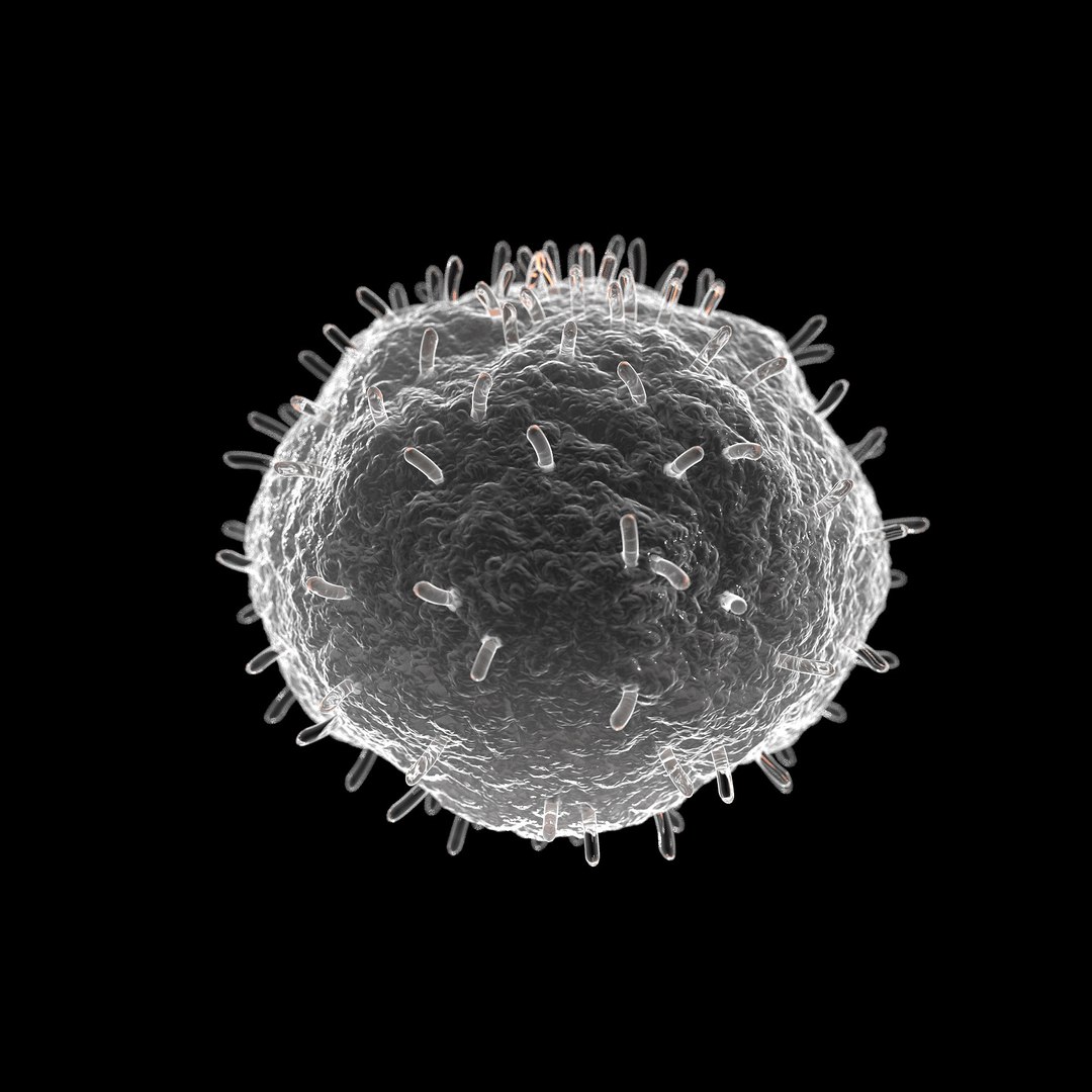 75 microbes micro bacteria cells model https://p.turbosquid.com/ts-thumb/Aq/O6rrIx/OMGfKSD5/whitebloodcellleukocyte_02/jpg/1601715050/1920x1080/fit_q87/f8db6420ac38d8f7c3f528d391a93239125b8328/whitebloodcellleukocyte_02.jpg