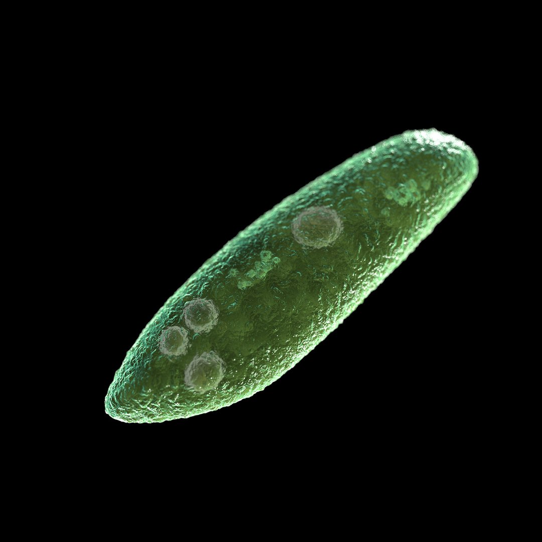 75 microbes micro bacteria cells model https://p.turbosquid.com/ts-thumb/Aq/O6rrIx/OT4AJ9gw/parameciumparameciumcaudatum_02/jpg/1601715024/1920x1080/fit_q87/fbe710e282648dbc06519a657e2fb8274013bb81/parameciumparameciumcaudatum_02.jpg