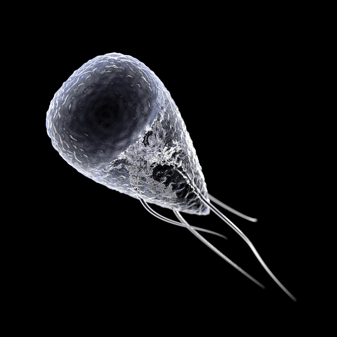 75 microbes micro bacteria cells model https://p.turbosquid.com/ts-thumb/Aq/O6rrIx/RbCBjKsH/giardiagiardialamblia_02/jpg/1601714985/1920x1080/fit_q87/89a9d3da1c1e278a04f55866e3f95546763760ca/giardiagiardialamblia_02.jpg