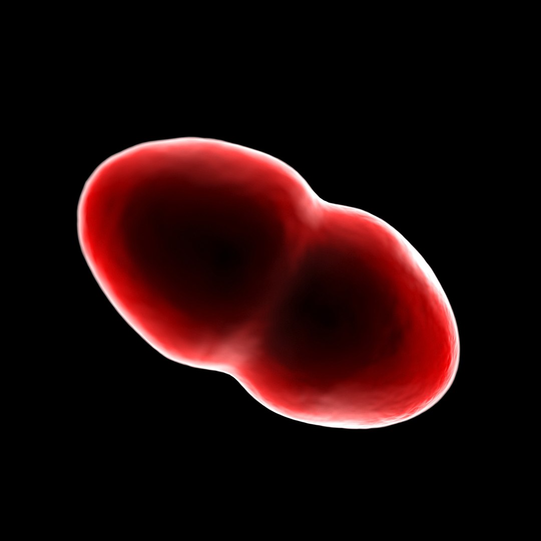 75 microbes micro bacteria cells model https://p.turbosquid.com/ts-thumb/Aq/O6rrIx/T8wVwBBY/earachestreptococcuspneumoniae_02/jpg/1601714900/1920x1080/fit_q87/639c9afc03821c8edf851c8948bfee786f68ce3a/earachestreptococcuspneumoniae_02.jpg