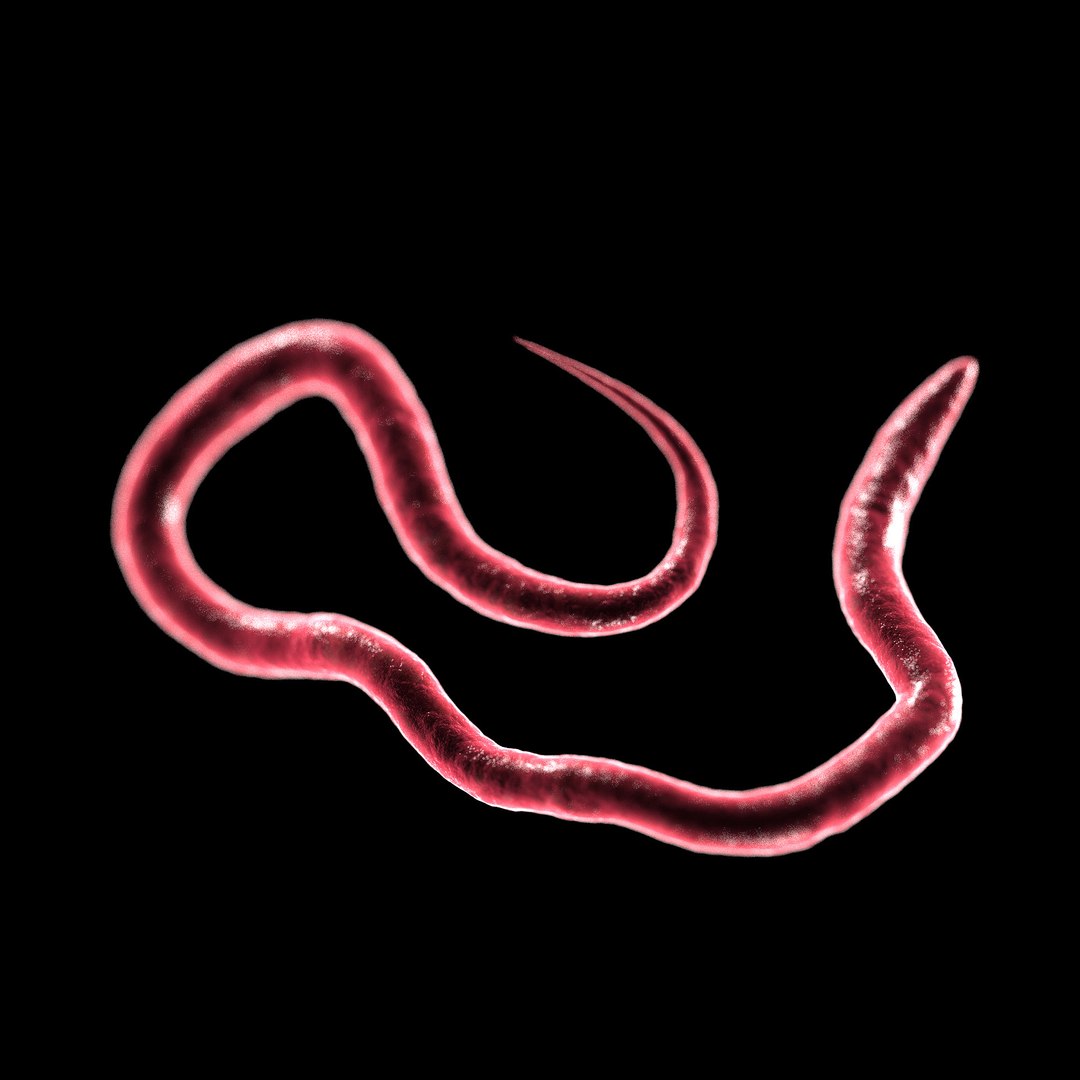 75 microbes micro bacteria cells model https://p.turbosquid.com/ts-thumb/Aq/O6rrIx/UWeUuwnG/heartwormdirofilariaimmitis_02/jpg/1601714986/1920x1080/fit_q87/94cac1cc9a6d5ae7c854ded721f0b61d6b4ce765/heartwormdirofilariaimmitis_02.jpg