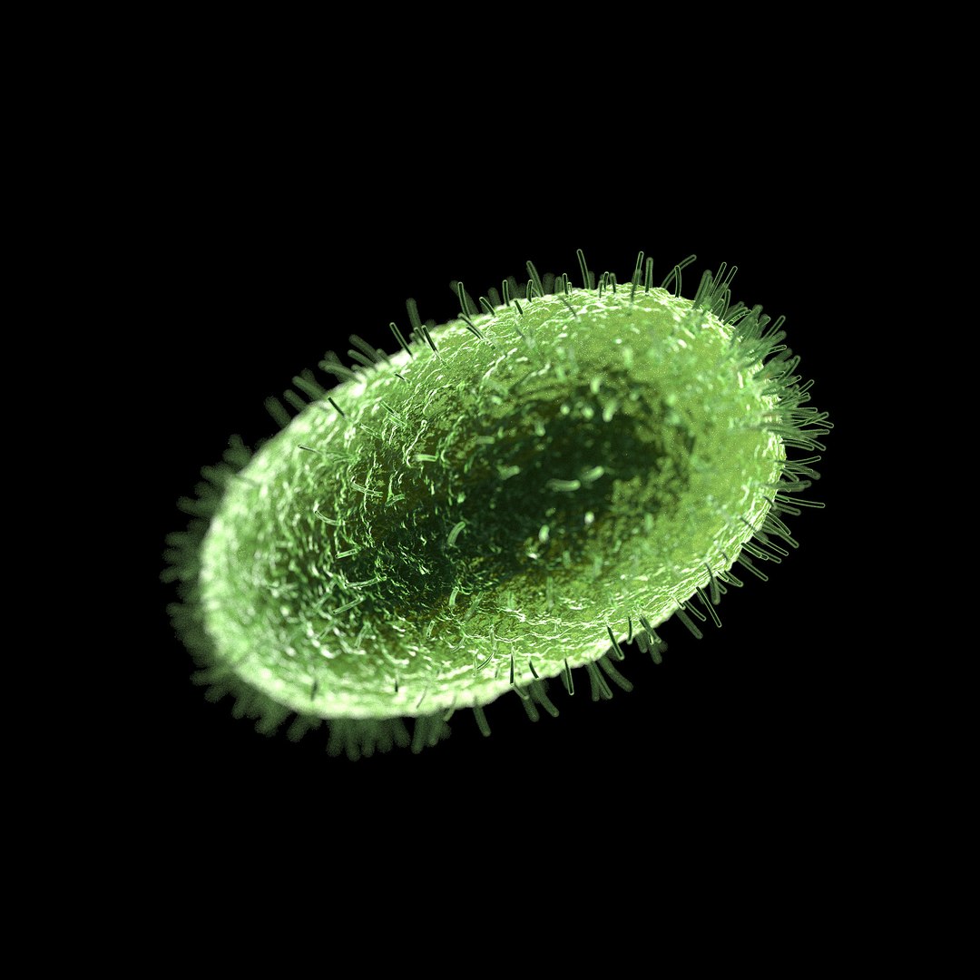 75 microbes micro bacteria cells model https://p.turbosquid.com/ts-thumb/Aq/O6rrIx/VIaaGg11/coughbordetellapertussis_02/jpg/1601714899/1920x1080/fit_q87/e6aae542b11d22d366cbfaacc0e0d11325071297/coughbordetellapertussis_02.jpg