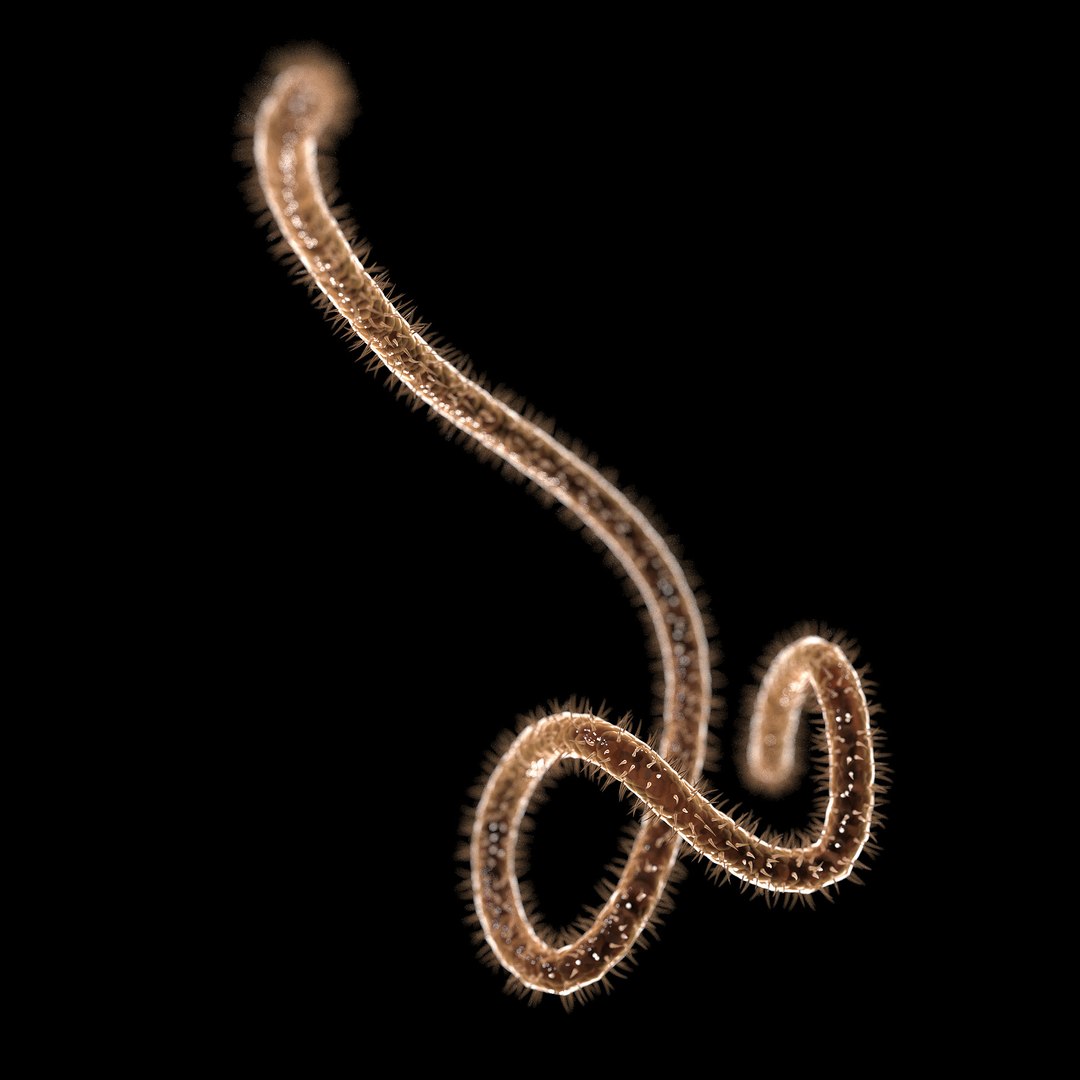 75 microbes micro bacteria cells model https://p.turbosquid.com/ts-thumb/Aq/O6rrIx/Ve5TdqpS/ebola_02/jpg/1601714901/1920x1080/fit_q87/8d1cf1d8fee168d239149edcf5422df0b7235896/ebola_02.jpg