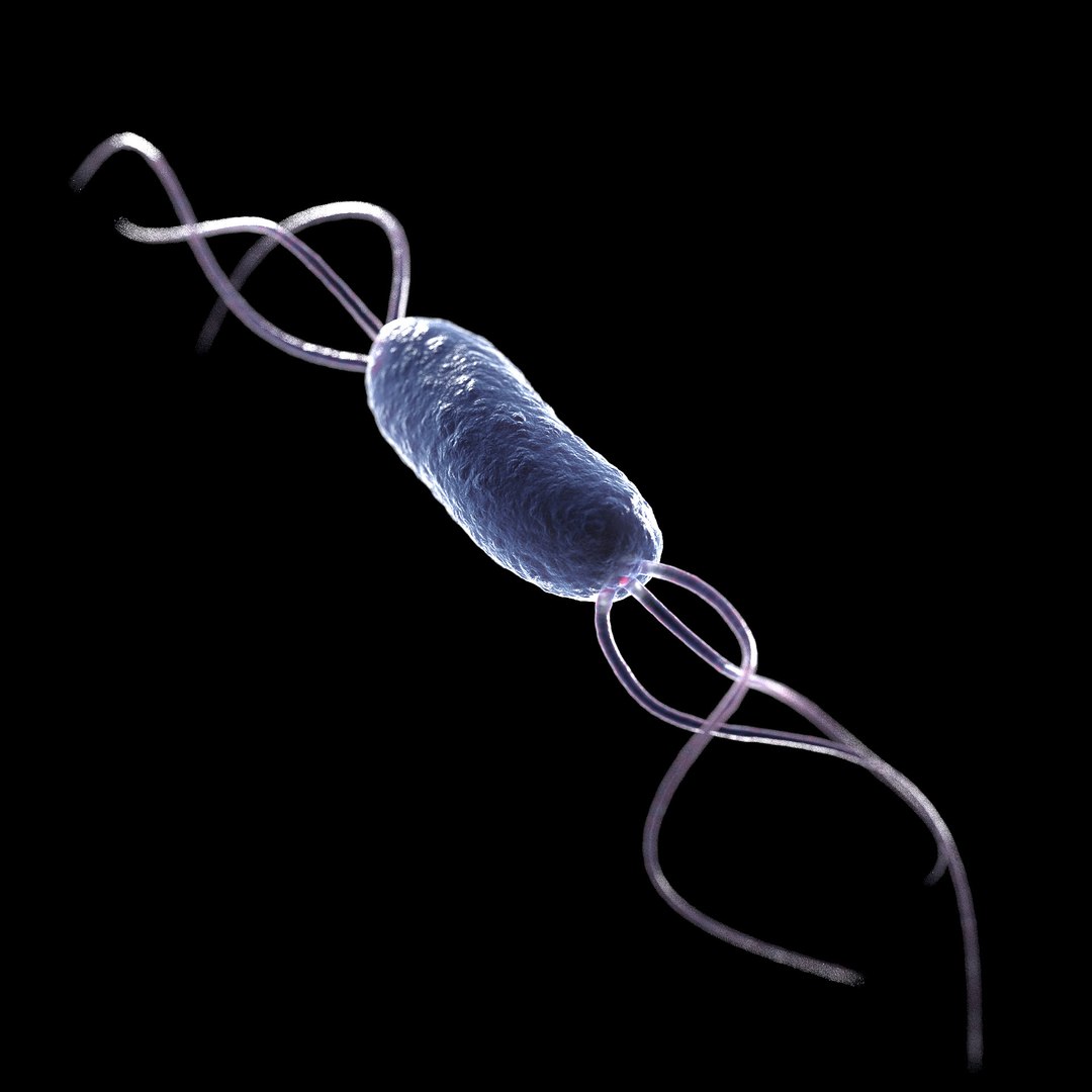 75 microbes micro bacteria cells model https://p.turbosquid.com/ts-thumb/Aq/O6rrIx/XgLq3C6E/listerialisteriamonocytogenes_02/jpg/1601715016/1920x1080/fit_q87/9d8a91bdbd7f78f2edd3d16006a851093c00339b/listerialisteriamonocytogenes_02.jpg