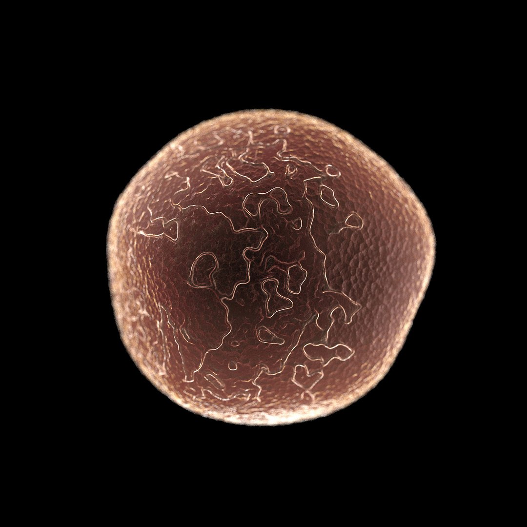 75 microbes micro bacteria cells model https://p.turbosquid.com/ts-thumb/Aq/O6rrIx/Z8p9cbSW/skincellkeratinocyte_02/jpg/1601715033/1920x1080/fit_q87/547341b3e905a51ea2b4868da2eebca287fe4489/skincellkeratinocyte_02.jpg