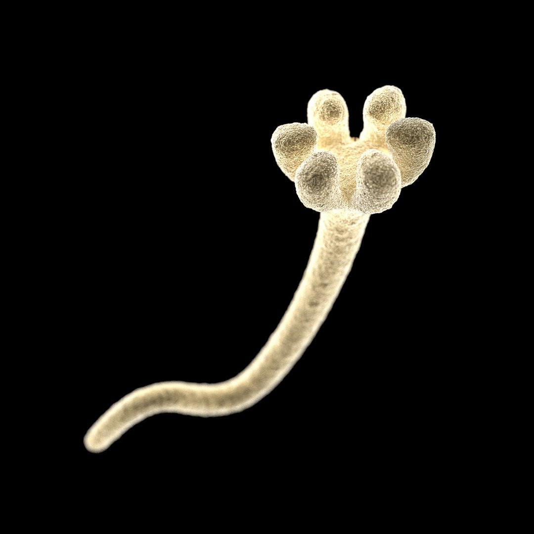75 microbes micro bacteria cells model https://p.turbosquid.com/ts-thumb/Aq/O6rrIx/b3KEFCR4/toxicmoldstachybotryschartarum_02/jpg/1601715042/1920x1080/fit_q87/d65d5c65797e3d242e86cd800a9e9138e08b034d/toxicmoldstachybotryschartarum_02.jpg