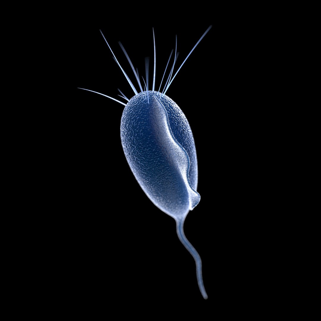 75 microbes micro bacteria cells model https://p.turbosquid.com/ts-thumb/Aq/O6rrIx/b6FF3L86/trichomoniasistrichomonasvaginalis_02/jpg/1601715046/1920x1080/fit_q87/a13f10076e331f999aa6bbfad3745fe3d9510a4f/trichomoniasistrichomonasvaginalis_02.jpg