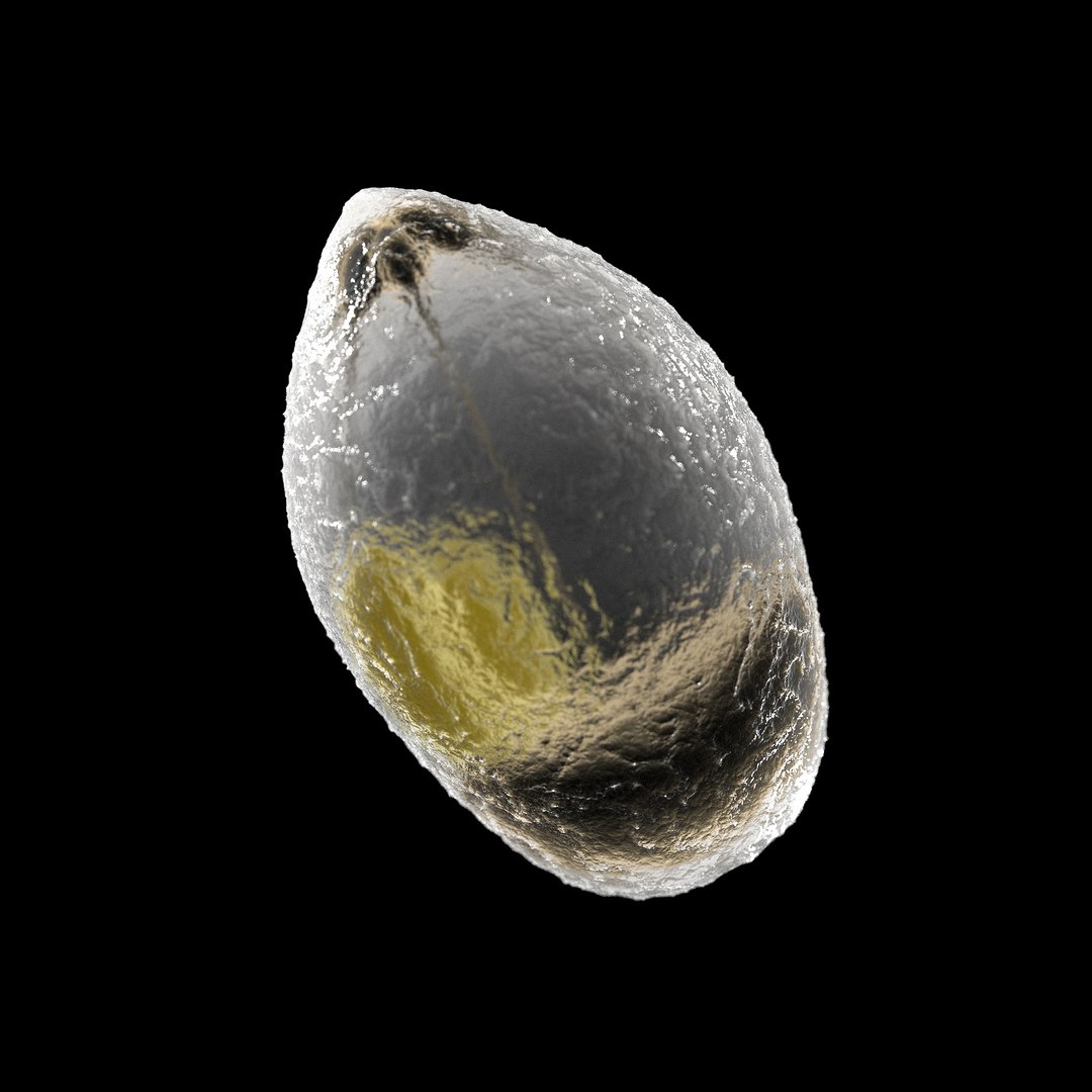 75 microbes micro bacteria cells model https://p.turbosquid.com/ts-thumb/Aq/O6rrIx/dM4cnNW3/malariaplasmodiumfalciparum_02/jpg/1601715020/1920x1080/fit_q87/c097ea5255d69eb45bea4d531b9c138acd835ed6/malariaplasmodiumfalciparum_02.jpg