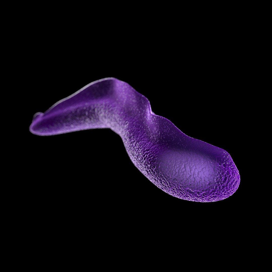 75 microbes micro bacteria cells model https://p.turbosquid.com/ts-thumb/Aq/O6rrIx/db3NykoU/sleepingsicknesstrypanosomabrucei_02/jpg/1601715034/1920x1080/fit_q87/686630ea7cd9a98f489547f0976ef04d9f7a9e9a/sleepingsicknesstrypanosomabrucei_02.jpg