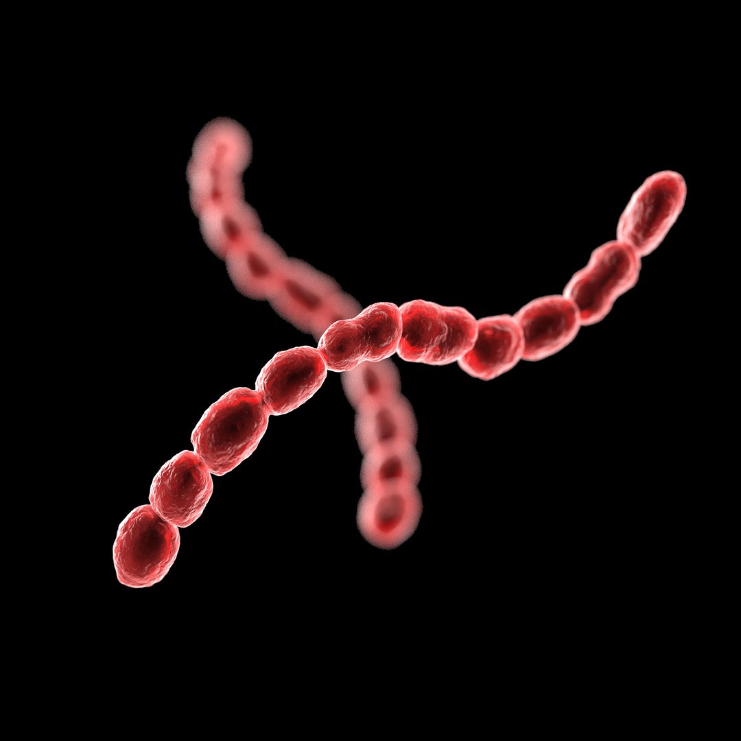 75 microbes micro bacteria cells model https://p.turbosquid.com/ts-thumb/Aq/O6rrIx/drF0Enia/sorethroatstreptococcus_02/jpg/1601715035/1920x1080/fit_q87/8e9658de550c4c2c26249ebd68e9e96f43fb9705/sorethroatstreptococcus_02.jpg