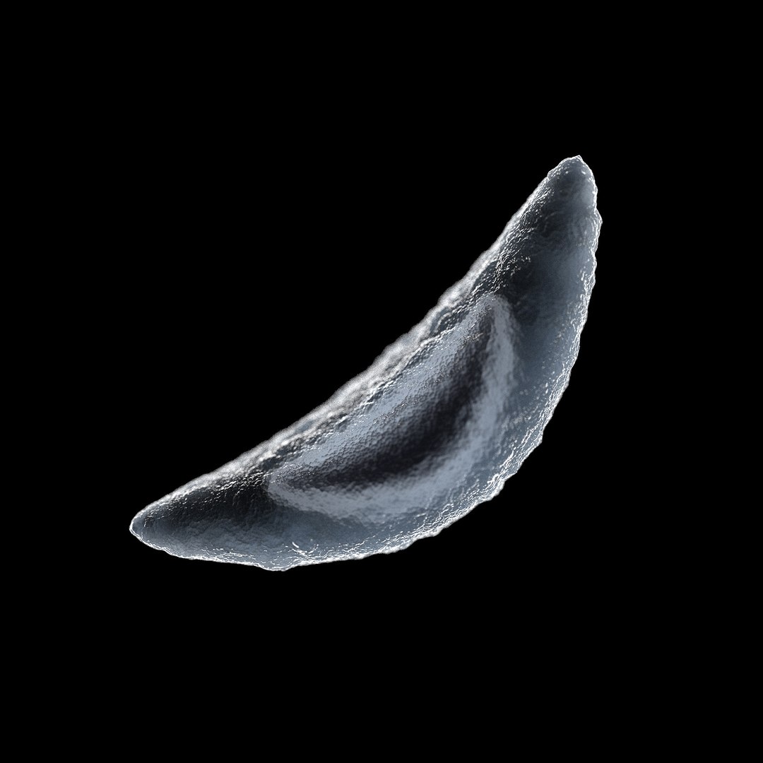 75 microbes micro bacteria cells model https://p.turbosquid.com/ts-thumb/Aq/O6rrIx/htPLGNtK/toxoplasmosistoxoplasmagondii_02/jpg/1601715044/1920x1080/fit_q87/778d2ac6b41a4864cebe8d24fa9192c945e9806e/toxoplasmosistoxoplasmagondii_02.jpg