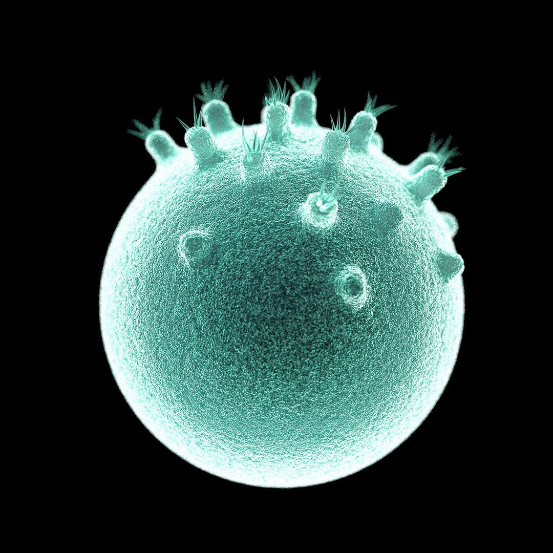 75 microbes micro bacteria cells model https://p.turbosquid.com/ts-thumb/Aq/O6rrIx/pgaiwrZP/chlamydiachlamydiatrachomatis_02/jpg/1601714895/1920x1080/fit_q87/428ffb1a579dae5d474270c7937341d2f1edb591/chlamydiachlamydiatrachomatis_02.jpg