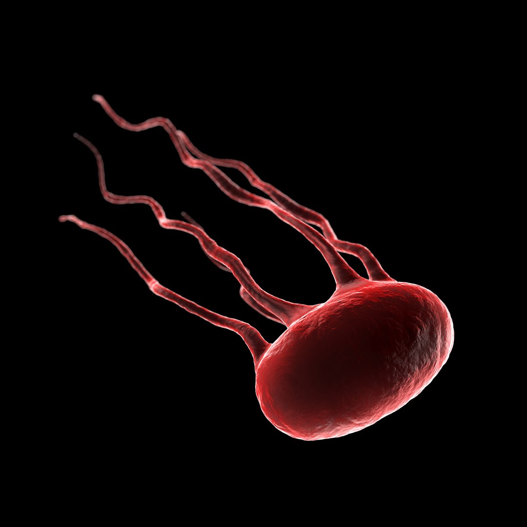 75 microbes micro bacteria cells model https://p.turbosquid.com/ts-thumb/Aq/O6rrIx/q4RLmxsZ/typhoidfeversalmonellatyphi_02/jpg/1601715047/1920x1080/fit_q87/5f67520a5352d610e1c44e47b9abe02af68b49fb/typhoidfeversalmonellatyphi_02.jpg