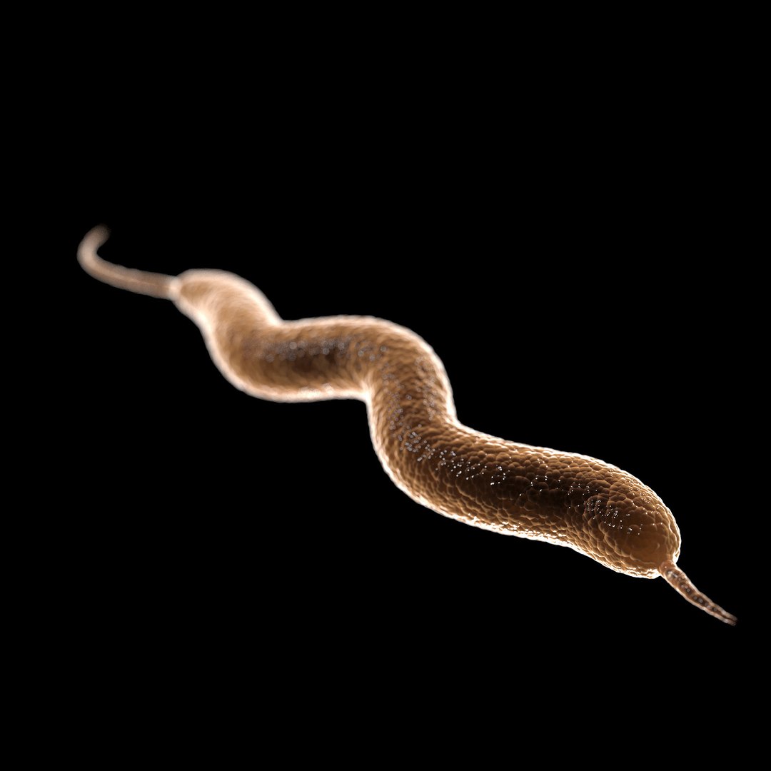 75 microbes micro bacteria cells model https://p.turbosquid.com/ts-thumb/Aq/O6rrIx/s3I9uS4m/diarrheacampylobacterjejuni_02/jpg/1601714897/1920x1080/fit_q87/20e04484dd8123362291269a0984f10d799122d7/diarrheacampylobacterjejuni_02.jpg