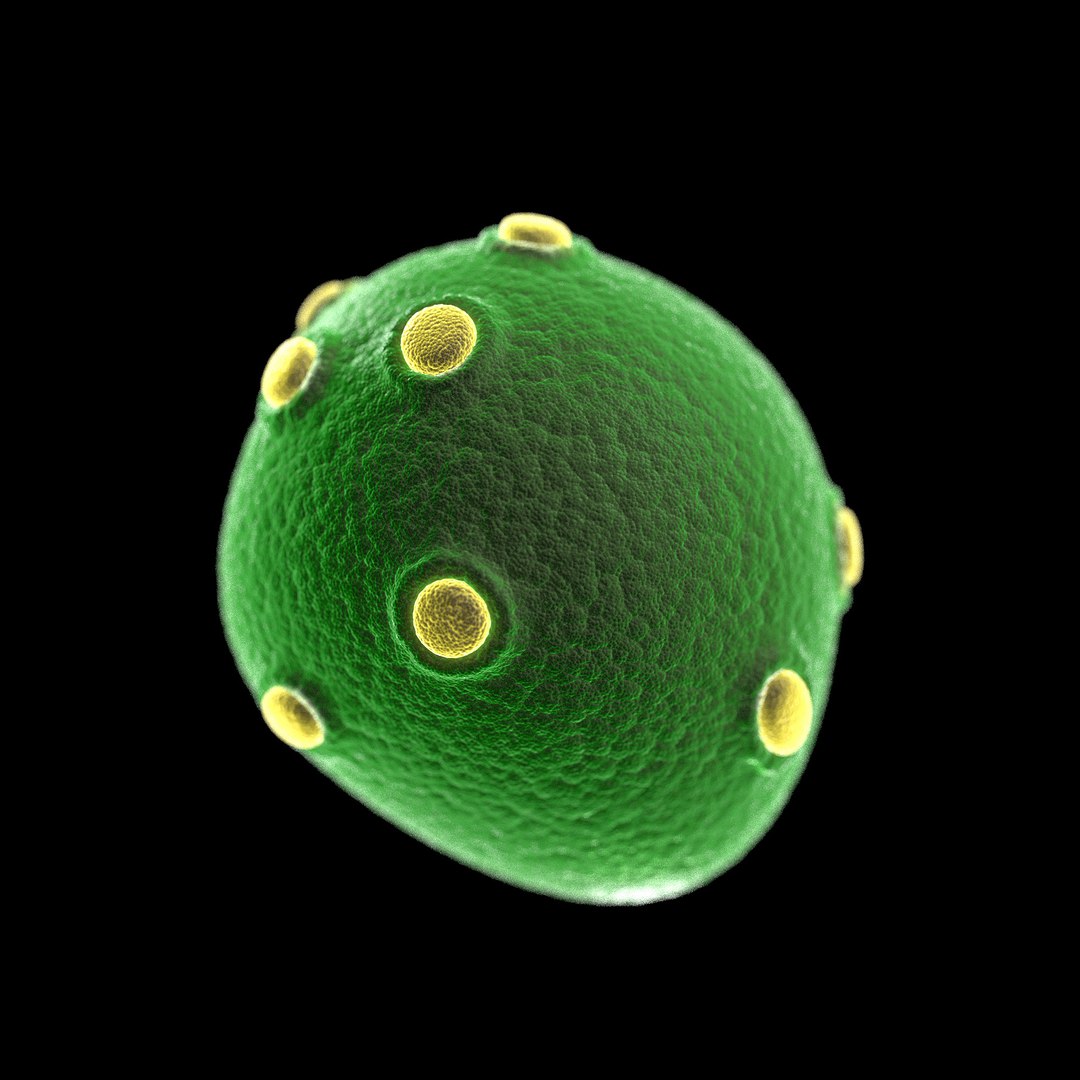 75 microbes micro bacteria cells model https://p.turbosquid.com/ts-thumb/Aq/O6rrIx/sfBpQw3R/yeastsaccharomycescerevisiae_02/jpg/1601715051/1920x1080/fit_q87/41c5cd8115d6855dae072c79d47fcb2e5f286a68/yeastsaccharomycescerevisiae_02.jpg