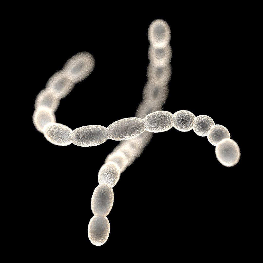 75 microbes micro bacteria cells model https://p.turbosquid.com/ts-thumb/Aq/O6rrIx/sovDPYeC/cavitystreptococcusmutans_02/jpg/1601714894/1920x1080/fit_q87/07bd80c170e07cfa8cd709cc3eec939c0c105c9e/cavitystreptococcusmutans_02.jpg
