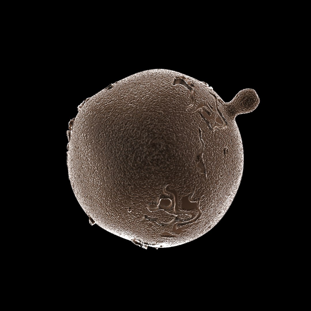 75 microbes micro bacteria cells model https://p.turbosquid.com/ts-thumb/Aq/O6rrIx/uzQzB1Cc/fatcelladipocyte_02/jpg/1601714903/1920x1080/fit_q87/8e89a1984ab259815d2b0c8291e75314afc0de60/fatcelladipocyte_02.jpg