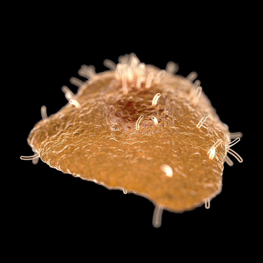 75 microbes micro bacteria cells model https://p.turbosquid.com/ts-thumb/Aq/O6rrIx/zLyCH3U8/chickenpoxvaricellazostervirus_02/jpg/1601714894/1920x1080/fit_q87/d1f0074a54c40d8c75262803e9720e7c787a6526/chickenpoxvaricellazostervirus_02.jpg