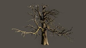 3D 600-year-old dead oak - ENT 08