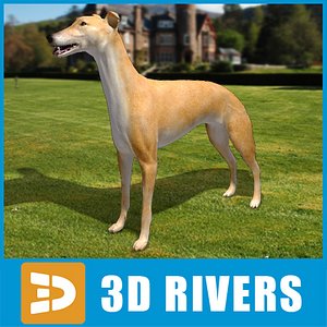 greyhound dogs 3d model