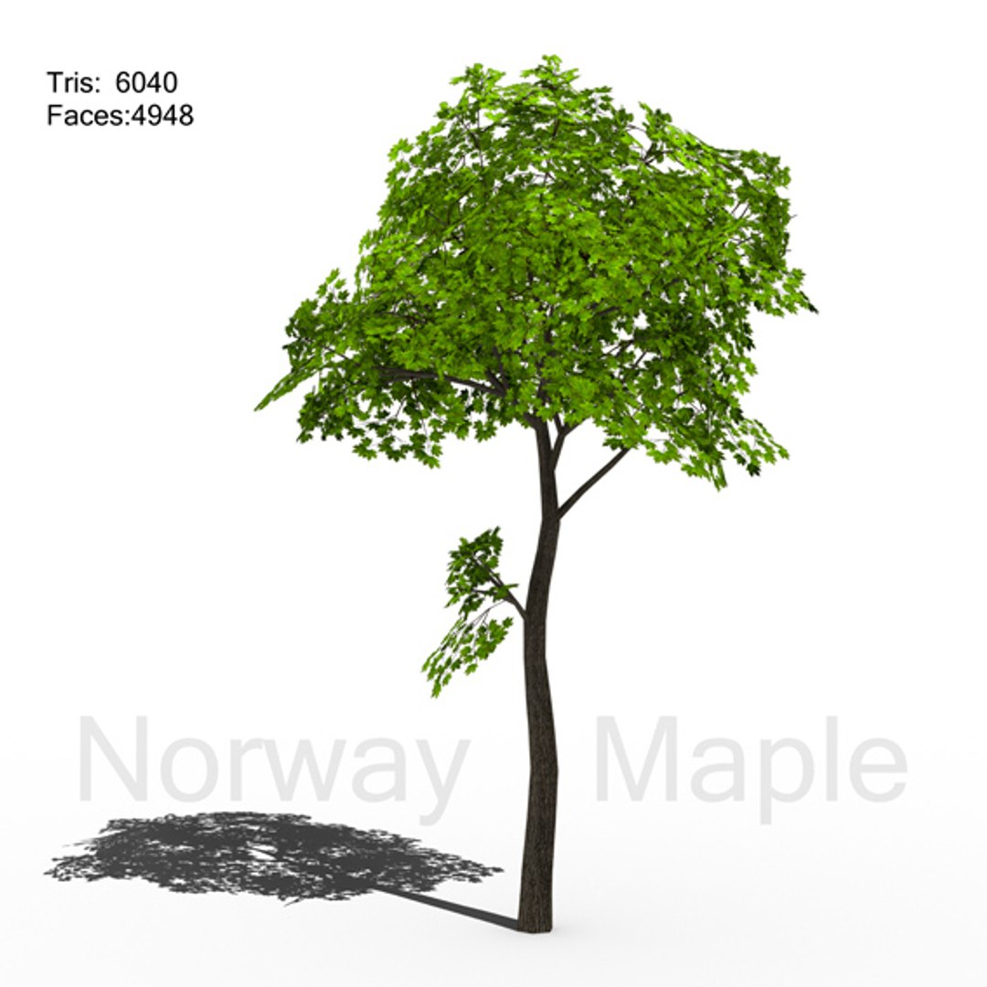 3D maple https://p.turbosquid.com/ts-thumb/Aq/gDM5oJ/5zJdO0kF/page3small/jpg/1495981150/1920x1080/fit_q87/0c8b621f405871cb1c5034d679dc7d76fdc7325a/page3small.jpg