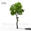 Norway Maple