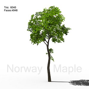 Norway Maple