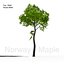 Norway Maple