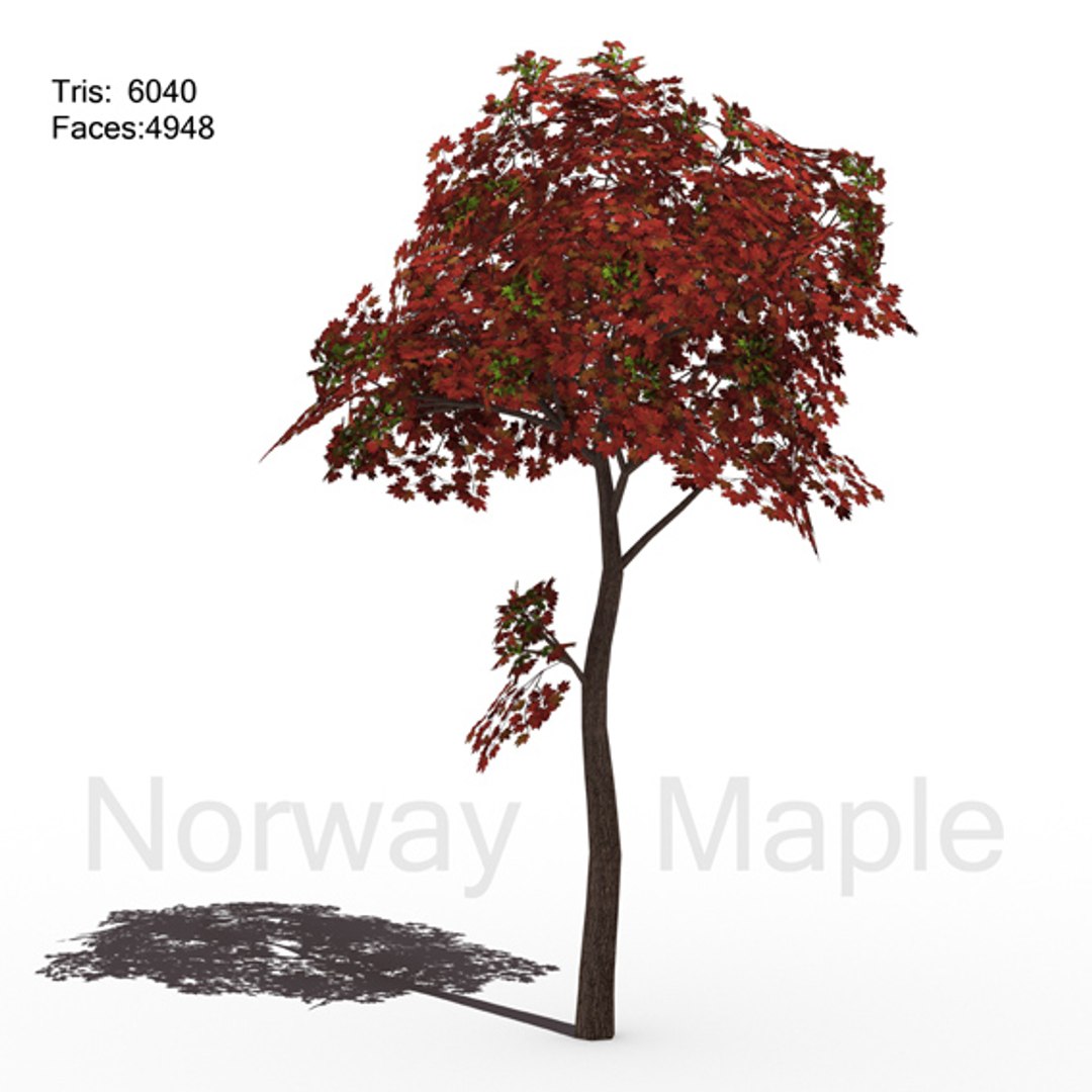 3D maple https://p.turbosquid.com/ts-thumb/Aq/gDM5oJ/rSSqNP3d/page5small/jpg/1495981206/1920x1080/fit_q87/9a0688c5e1a24693fc77484039a00d687dd701c1/page5small.jpg