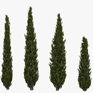 3d model of italian cypress trees