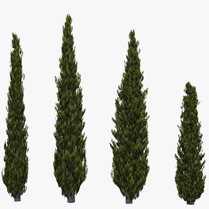 Italian Cypress 2
