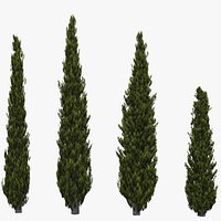 Italian Cypress 2