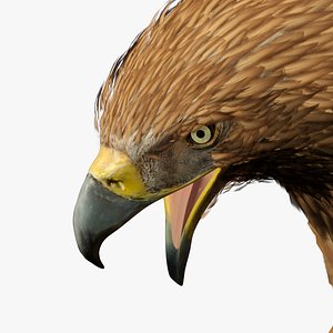 Imperial Eagle Attacking Pose