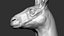 Kangaroo head Zbrush Sculpture Digitale 3D