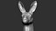 Kangaroo head Zbrush Sculpture Digitale 3D