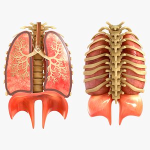 3D Lung Cross Section