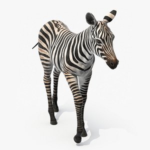 Zebra Adult Foal Walking