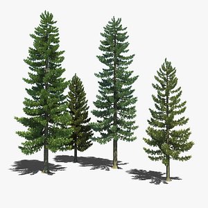 Pine Trees