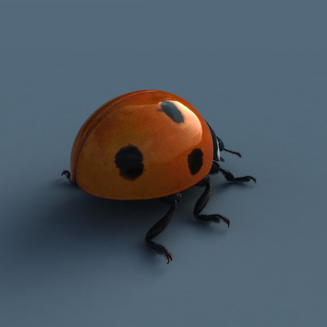 ladybird rig