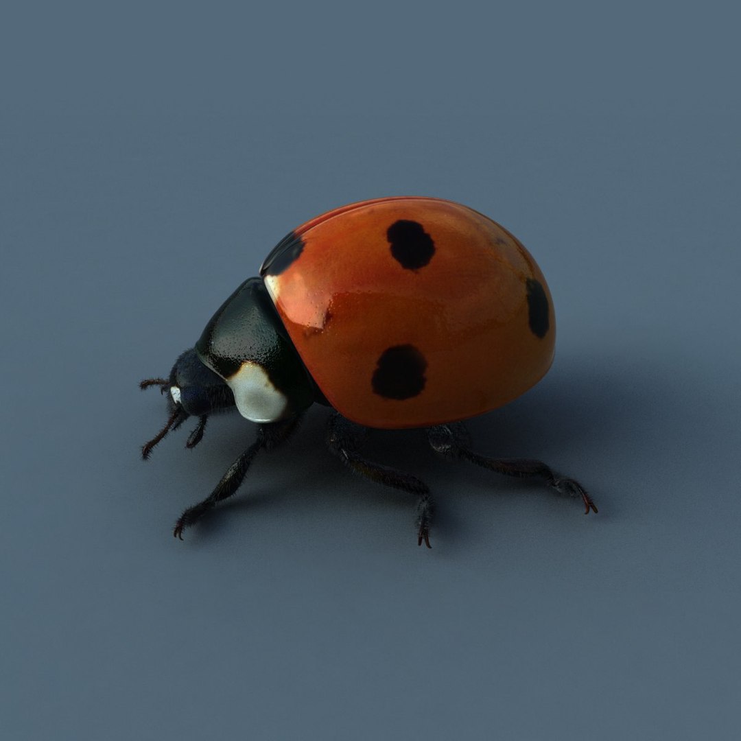 ladybird rig