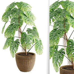 Indoor Monstera Plant model