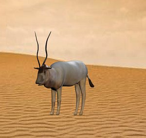 addax wild cow model